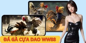 Đá Gà Cựa Dao - Siêu Phẩm Cá Cược Đẳng Cấp Nhất 2025